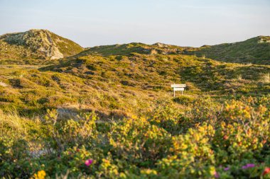 Dune Landscape with Sign. A sandy dune landscape with scattered vegetation glows in the evening sun. A small wooden sign stands quietly in the distance.
