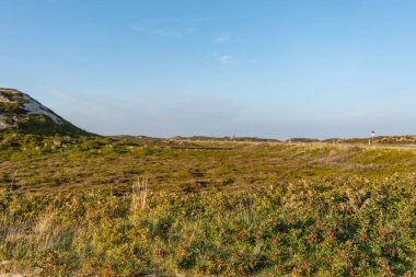 Coastal Heath in Evening Light. A view over coastal heathland with red berries and dune grasses under a clear blue sky. The soft light creates a tranquil atmosphere.
