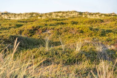 Sandy Vegetation Close-up. Tufts of dune grass and low green plants in warm evening light. The natural texture highlights the fragile coastal ecosystem.