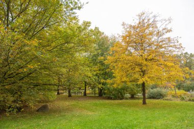 Sonbahar parkında sarı, yeşil ağaçlar ve çimenlik bir alan var. Ağaçların altında bir bank dinlenmeye ve yansımaya davetiye çıkarır..
