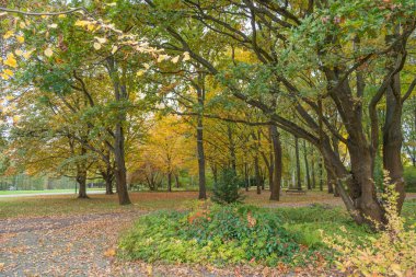 Uzun ağaçları ve sarı yaprakları olan renkli bir park. Bir yol ve banklar ziyaretçileri sonbahar manzarasının tadını çıkarmaya davet ediyor..