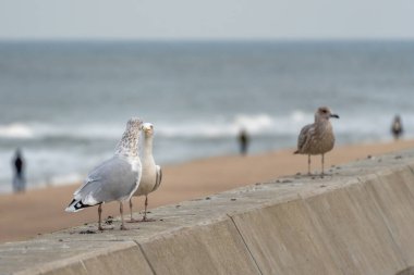 İki Avrupalı martı Larus Argentatus deniz kenarındaki bir duvarda, bir martı da arka planda duruyor. Yumuşak dalgalar kumsalda yuvarlanıyor.