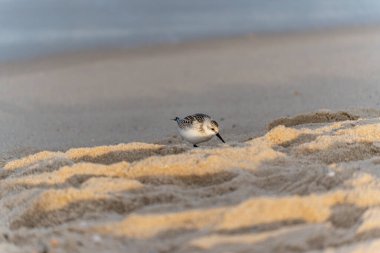 Kumda yiyecek arayan bir Kalidris Alba 'nın yakından görüntüsü. Yumuşak ışık tüylerini ve ayak izlerini vurgular.