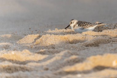Zımparalanan Calidris Alba, kumların altında, kendi çevresine uyum sağlıyor. Sahne sessiz ve sıcak..