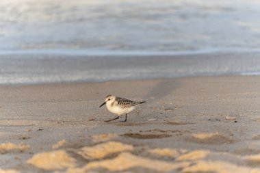 Yalnız bir zımparalayan Calidris Alba, yumuşak sörf hattının yanında yürüyor. Hafif deniz esintisi ve yumuşak dalgalar sakin bir hava yaratır..