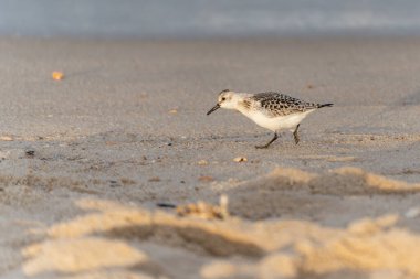Sanderling Calidris Alba plaj boyunca kasıtlı olarak yürür. Yansıması nemli kumda görülebilir. Arka planda deniz parıldıyor..