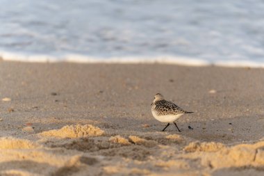 Zımparalayan Calidris Alba, ıslak kumda küçük ayak izleri bırakarak dalgalardan uzaklaşır. Arka planda hafif dalgalar parıldıyor.