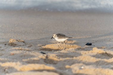 Küçük bir kumlu Calidris Alba kıyı şeridi boyunca kumlu tepeleri keşfeder. Sabah ışığı dokuları güçlendirir..