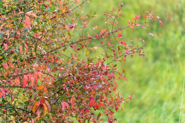 Euonymus Avrupaeus Spindle Tree ve Kırmızı Yapraklar. Dikenli ağaç dalları küçük meyveli kırmızı ve turuncu yaprakları gösteriyor. Canlı bir sonbahar renk patlaması.