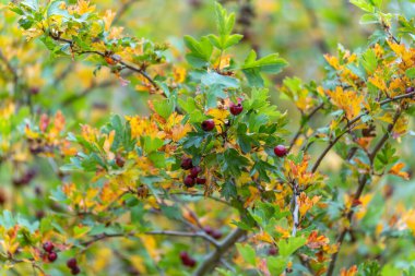 Crataegus monogyna Sonbahar Yaprakları ile ortak Hawthorn. Sarı ve yeşil yaprakların arasında kırmızı böğürtlenli Hawthorn çalısı. Kontrastla dolu klasik bir sonbahar sahnesi.