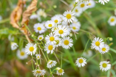 Erigeron Annuus Daisy Fleabane Çiçekleri. Küçük beyaz papatya çiçekleri yeşil bir çayırda çiçek açar. Narin ve yumuşak bir makro resim..