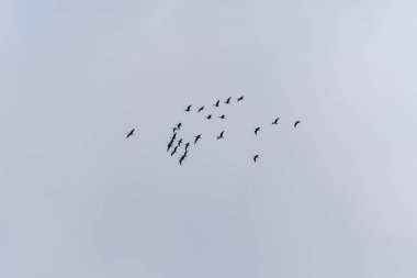 Bir turna sürüsü Grus grus bulutlu gökyüzünde uçarak düzensiz bir model oluşturuyor. Göç eden kuşlar zarifçe ufka doğru hareket ederler..