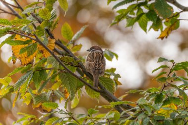 Avrasyalı bir ağaç serçesi Passer Montanus renkli sonbahar yapraklarının arasında bir dalda oturuyor. Yumuşak ışık ince tüylerini ve sıcak arkaplan tonlarını vurgular.