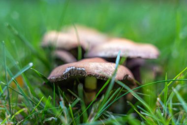 Yeşil çimenlerde yetişen biraz daha koyu şapkalı mantarlar. Odak, solungaçlarını ve doğal orman dokusunu ortaya çıkarıyor..