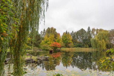 Asılı söğüt dalları ve renkli sonbahar ağaçları tarafından çerçevelenmiş pitoresk bir gölet. Sakin su, canlı mevsimsel güzelliği yansıtır..