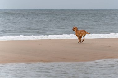 Kahverengi bir köpek dalgaların yanında sahilde neşeyle koşar, kulakları rüzgarda kanat çırpardı. Deniz, neşeli enerjisi için dingin bir zemin sağlar..
