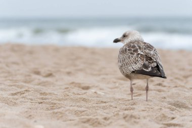Bir martı Larus Argentatus sakin kumlu sahilde durarak denize bakar. Uzaktaki dalgalar sakin bir sahil havası yaratır..
