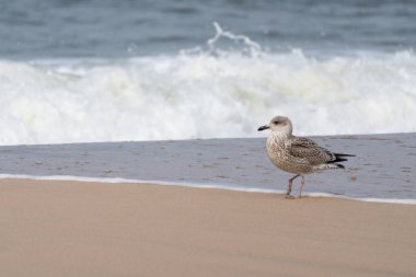 Genç Avrupalı martı Larus Argentatus, ıslak kıyı şeridi boyunca arkasında köpükler saçarak yürüyor. Işık kahverengi tüylerinin dokusunu vurgular..