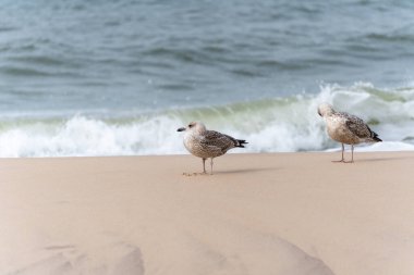 İki yavru martı Larus Argentatus kumlu bir sahilde dinleniyor ve dalgalar yavaşça akıyor. Benekli tüyleri yumuşak sahil ışığını yansıtır..