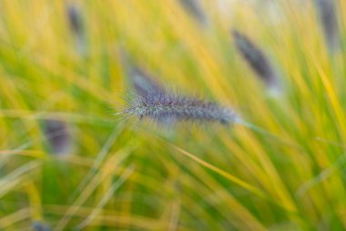 Çim kafa yakın plan. Arka planda bulanık altın saplı tek bir Pennisetum alopecuroides çiçeği başı odak noktasında duruyor. Makro saç gibi ince detaylar yakalar..