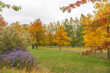 Sonbahar parkı sahnesinde sarı, turuncu ve kırmızı yapraklı ağaçlar parlıyordu. Bir parça mor Michaelmas papatyası Aster amellus ön planda parlıyor..