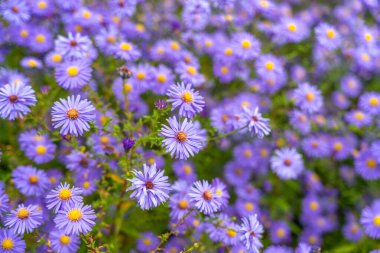 Yoğun menekşe Aster novi-belgii çiçekleri doğal ışık altında parlıyor. Sarı merkezler mor taç yapraklarıyla çok güzel tezat oluşturuyor..