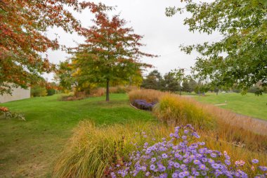 Ağaçların kırmızı ve sarıya döndüğü huzurlu bir park manzarası. Aster novi-belgii çiçekleri sonbahar sahnesine canlı mor ekler..