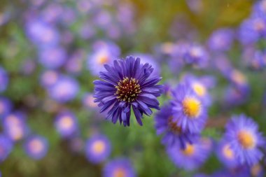 Tek Aster novi-belgii çiçeği keskin odak noktasında. Mor çiçeklerle dolu rüya gibi bir bokeh ile çevrili. Rengi ve şekli çok zarif..
