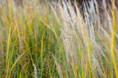 Panicum virgatum 'a yakın çekim, yumuşak beyaz ve altın tohum tüyleri. Görüntü doğal hareketleri ve ılık sonbahar renklerini gösteriyor..