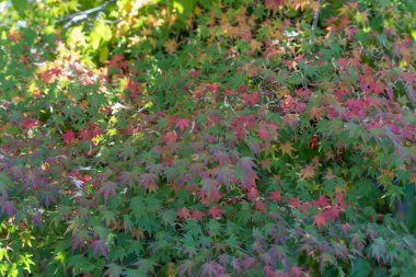 Japon akçaağaç palmatumu yeşil, kırmızı ve mor renkli yumuşak bir gradyan gösterir. Narin yapraklar benekli ışıkta dokulu bir gölgelik oluşturur..
