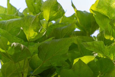 Gün ışığında parlayan genç bir ağacın güneş ışığı yeşil yaprakları. Parlak damarlar hassas bir doğal doku yaratır..