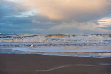 Martı ve sörf dalgaları. Köpüklü sörf dalgaları kıyıya vuruyor ve ön planda bir martı var. Sıcak ışık yumuşak bir akşam havası yaratır..