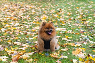 Tüylü kahverengi bir köpek renkli sonbahar yapraklarıyla kaplı çimlerin üzerinde oturur, dili mutlu bir şekilde çıkar. Sıcak sonbahar tonları onun kalın kürkünü ve neşeli doğasını vurgular..