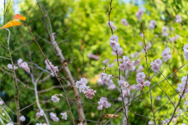 Narin kış kirazı Prunus subhirtella çiçekleri ince dallarda açılır. Yumuşak yeşil bokeh yumuşak bir hava katar.