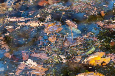 Düşen kel selvi ağacı Taxodium distichum iğneleri ve yaprakları karanlık gölet suyunda yüzer. Sonbahar akıntıları doğal bir mozaik oluşturur.
