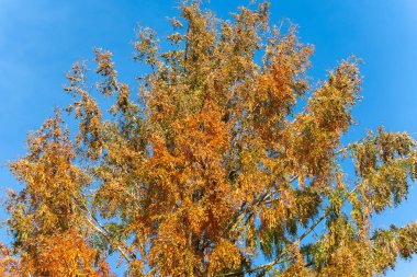 Dazlak selvi ağacı, açık mavi gökyüzüne karşı alev rengi turuncuya döner. Tüylü yapraklar sonbahar güneşinde parlar.