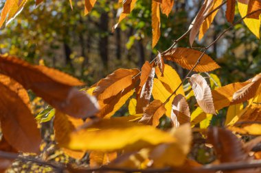 Tatlı kestane yaprağı spreyi ince bir dalda bronz ve sarıya dönüşür. Ormanda güneş ışığı parıldar..