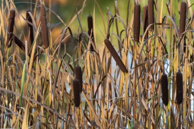Bataklık suyundan yoğun kadife kuyrukları yükseliyor. Silindirik kahverengi çiviler soluk bıçaklarla tezat oluşturuyor.