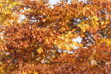 Avrupa kayın yaprakları altın ve bakırla parıldıyor. Güneş ışığı, yoğun taç boyunca uzanan oval bıçakları vurgular..
