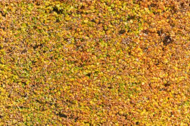 Yeşil, sarı ve bakır yapraklı bir kayın çitinin yakın görüntüsü. Sonbahar dokusu çerçeveyi doldurur.