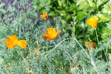 Bir parça parlak Kaliforniya gelincikleri güneşte parlıyor. Açık çiçekleri ziyaret eden bir arı, gümüş-yeşil yaprakların arasında..
