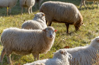 Diğerleri yakınlarda dinlenirken genç bir koyun güneşe bakar. Kahverengi bir koyun arkada otluyor..