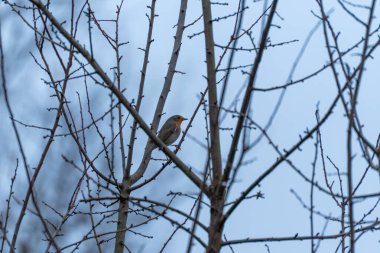 Avrupalı bir Robin Erithacus rubecula, çıplak ağaç dalları arasında sessizce tünemektedir. Yumuşak mavi gökyüzü, soğuk bir kış günü.