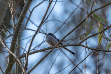A Long-tailed Tit Aegithalos caudatus perches quietly on a thin branch. Small songbird framed by soft blue sky and bare twigs.