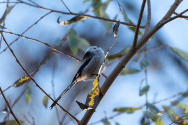 A Long-tailed Tit Aegithalos caudatus perches on a sunlit branch with a yellow leaf. Soft blue sky and foliage surround the tiny songbird.