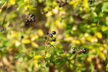 Sararmış yaprakların arasında ince bir dal üzerinde olgunlaşan az sayıda siyah çilek ligustrumu. Güneş ışığı parlak meyveleri vurgular.