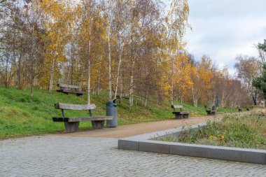 Ahşap banklar çimenler ve gümüş huş ağaçları arasında bir park yolu çiziyor. Altın sonbahar yaprakları sakin bir kentsel dinlenme sahnesi oluşturur.