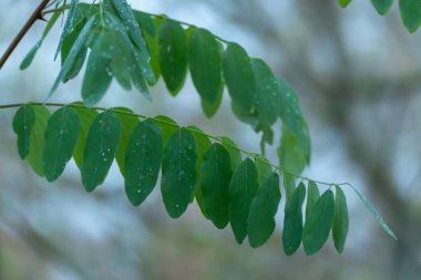Yüzeyine yapışmış taze yeşil yapraklı yağmur damlaları. Yaprak döken bir ağacın narin yaprakları yumuşak bir zemin üzerinde duruyor..