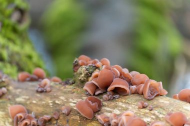 Ağaç kulak mantarları Auricularia Sp 'yi yakından izleyin. Devrilmiş bir ağaç boyunca kümelenmiş. Jelatinimsi kahverengi başlıklar bulanık yeşil orman arka planında göze çarpar..