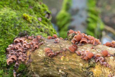 Büyük ahşap mantar kolonileri Auricularia sp. Yosun tutmuş bir bagajı kapat. Sahne doğal çürümeyi ve zengin orman biyolojik çeşitliliğini gösteriyor..
